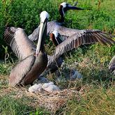 three pelicans