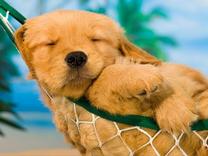 Puppy resting in hammock