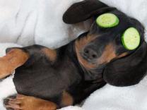 Dog with cucumbers on eyes