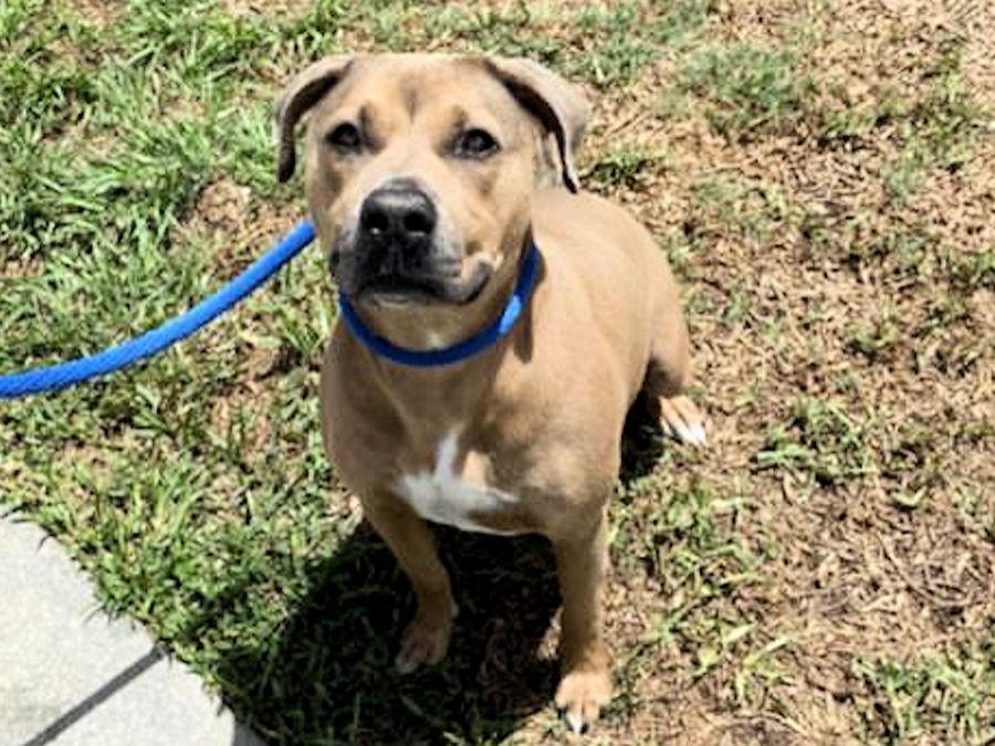 Vero Beach Animals For Adoption | VeroBeach.com