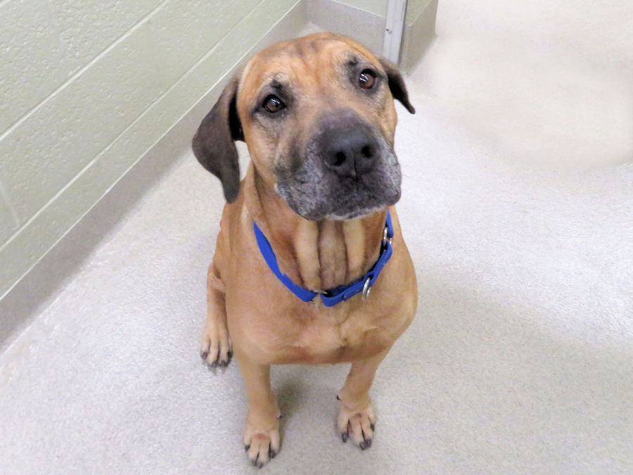 Vero Beach Animals For Adoption