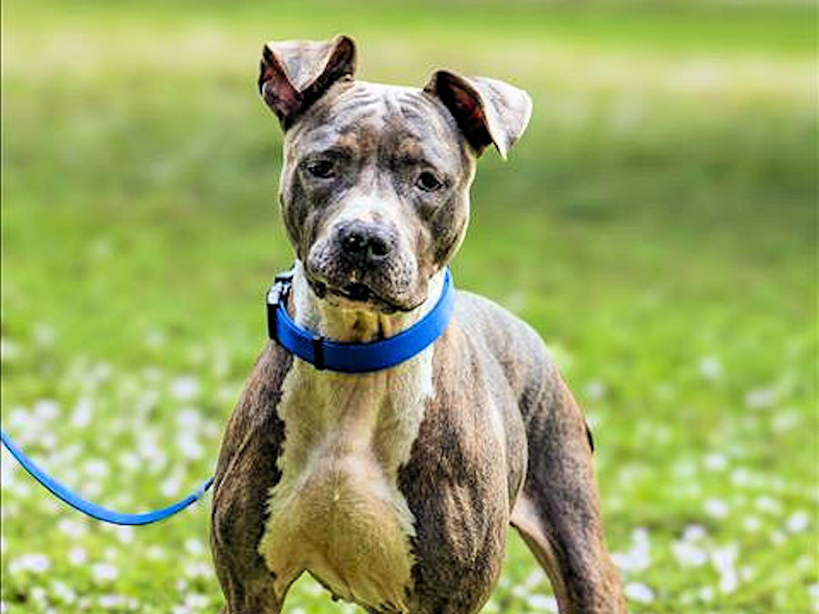 Vero Beach Animals For Adoption | VeroBeach.com