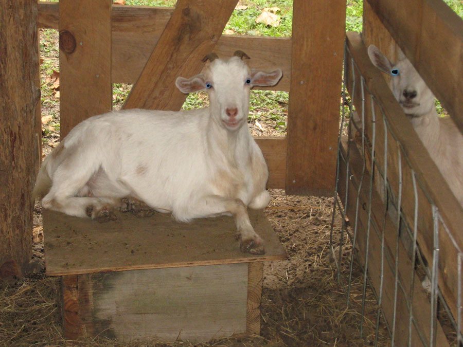 Goat laying on crate at Peterson Groves Vero Beach Florida