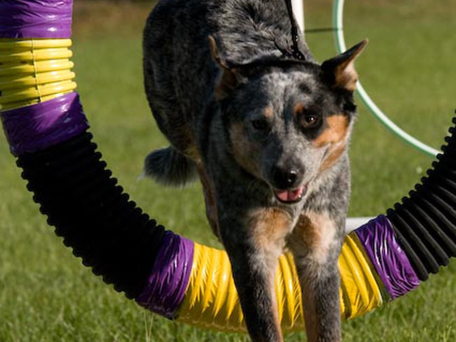 Dogs For Life, Inc. Vero Beach Florida dog going through agility course