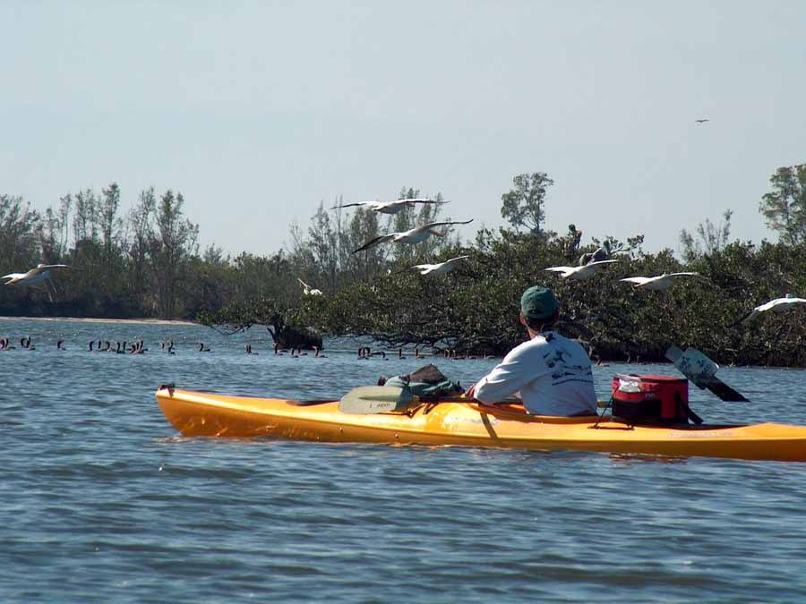 Tropical Kayak Tours Sebastian, FL