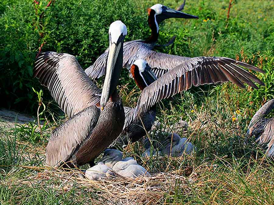 Three pelicans