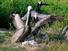 /images/business/Pelicans-Pg-Brown-Pelicans-with-Chicks-580-900-6751_thumbnail.jpg