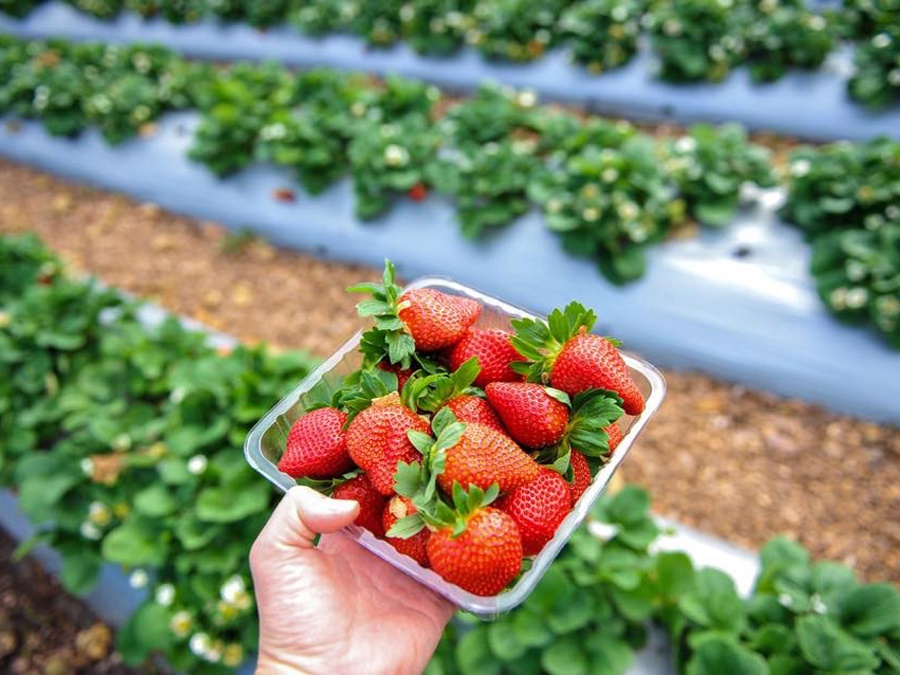 Carton of fresh picked strawberries