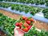 /images/business/Strawberry-900-675_thumbnail.jpg