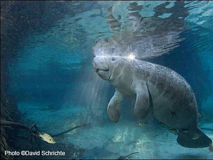 vero beach manatee tour