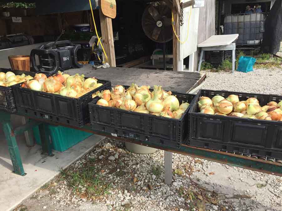 crates of onions to be shipped