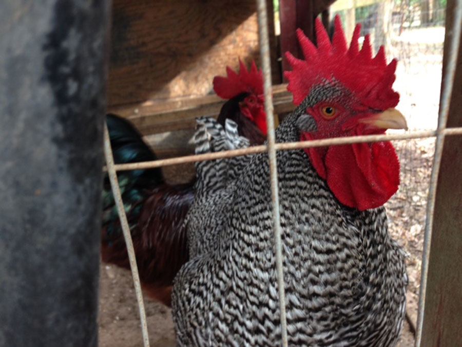 Rooster, one of the many animals the kids will love at Peterson Groves