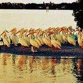 A bunch of pelicans standing at the edge of river A bunch of pelicans standing at the edge of river